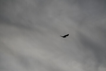 Silhouette of a bird of prey against a gray cloudy sky
