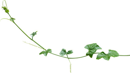 Vine plant, Branch creeper leaf green, Liana tropical nature transparent background