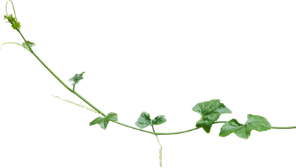 Vine plant, Branch creeper leaf green, Liana tropical nature transparent background