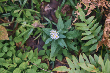 Small white wildflowers in Japanese forest