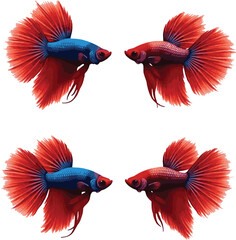 Four vibrant red and blue betta fish against a plain white background. Each fish is positioned in a different orientation, showcasing their flowing, fan-like fins and tails.