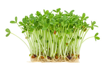 Fresh alfalfa sprouts isolated on a clean backdrop, nutritious microgreens for healthy eating and culinary garnish
