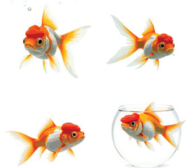 Oranda goldfish isolated on white background close up fish, white, background, aquarium, bowl, gold, goldfish