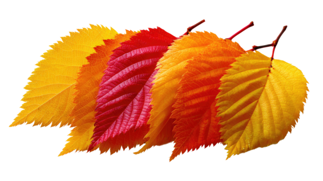 Autumn's Colorful Array: A vibrant composition showcases a spectrum of autumn leaves, each displaying a unique shade and texture against a simple backdrop, heralding the season's arrival.