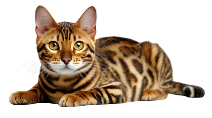 Bengal Cat's Gaze: A stunning Bengal cat showcases its distinctive spotted coat and captivating eyes, exuding an air of elegance and domestic charm.