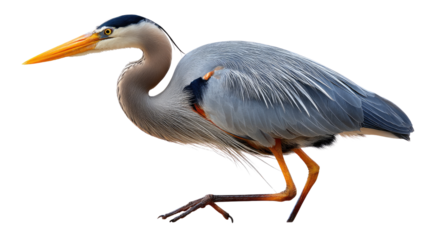 Great Blue Heron: A captivating, graceful Great Blue Heron, showcasing its striking plumage and keen attention, embodying the elegance of avian life in its natural habitat.