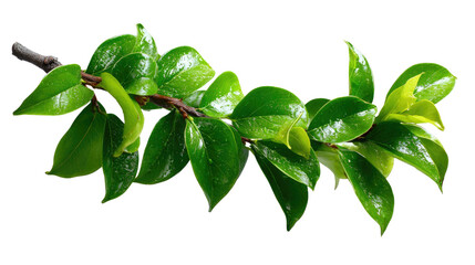 Obraz premium Fresh Leafy Branch: a close-up image of a vibrant leafy branch. The leaves, with their fresh, glossy appearance, are a testament to the beauty of the natural world.