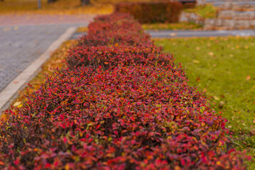 Fototapeta premium An autumn park in October. Yellow and red trees with falling leaves.