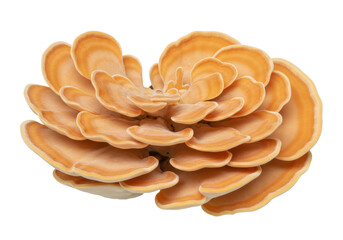 Chicken of the woods mushroom isolated on transparent background, Laetiporus sulphureus edible fungus with orange and yellow shelf-like fruiting bodies PNG © Finn