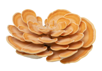 Chicken of the woods mushroom isolated on transparent background, Laetiporus sulphureus edible fungus with orange and yellow shelf-like fruiting bodies PNG