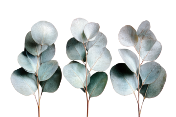Three sprigs of light gray eucalyptus leaves against a transparent background