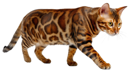 Bengal Cat: A stunning Bengal cat gracefully strides forward, its unique spotted coat and mesmerizing gaze capturing attention. Witness the elegance of this feline.