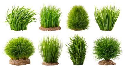 Variety of Grass: A captivating array of vibrant green grass, each meticulously detailed, showcases the diversity and beauty of nature's design.