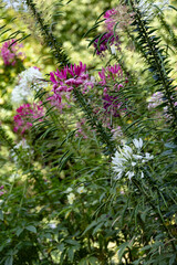 Pink and white spider flowers blooming in a lush green summer garden