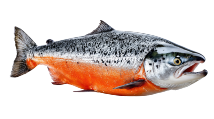 Vibrant Salmon: A stunning salmon, displaying a radiant array of colors, with open mouth, showcases the beauty of aquatic life and its place in our diet.