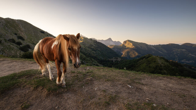 View of a brown and white horse stands majestically on a hillside, overlooking the green rolling hills against a backdrop of distant mountains, Carrara, Tuscany, Italy.