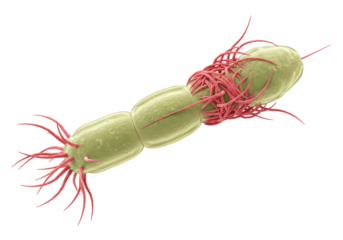 Dividing bacterium with pili isolated on transparent background, gram-positive bacteria with hair-like appendages for adhesion and genetic transfer
