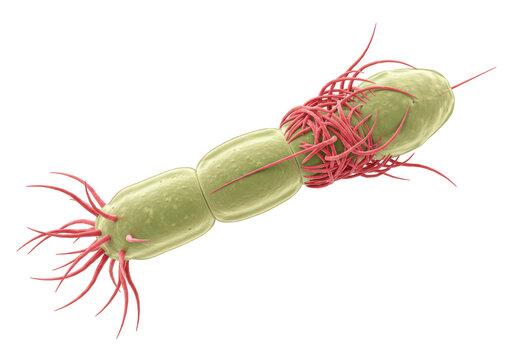 Dividing bacterium with pili isolated on transparent background, gram-positive bacteria with hair-like appendages for adhesion and genetic transfer