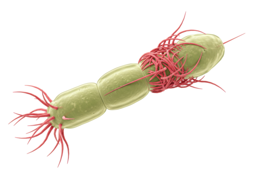 Dividing bacterium with pili isolated on transparent background, gram-positive bacteria with hair-like appendages for adhesion and genetic transfer
