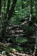 A Tranquil Forest Scene With A Small Creek Flowing Through Dense Green Woods With Sunlight Filtering Through The Trees.