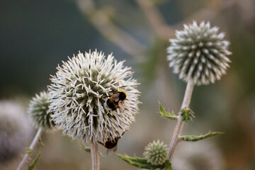 A Macro Shot Of A Fluffy Bumblebee On A White Spherical Echinops Flower In A Summer Garden With A Blurred Background.
