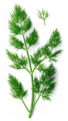 Fresh Dill Herb - Aromatic Green Sprig on White Background.