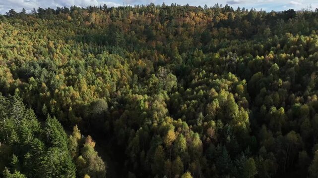 Aerial view of a dense forest with evergreen trees and trees with autumn foliage creating a stunning tapestry of textures and colors, Stromness, Scotland, United Kingdom.