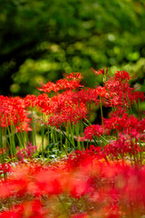 群生する彼岸花
