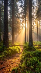 Obraz premium Fog covered forest in summer with mystic golden sunlight