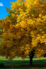 Obraz premium Vibrant yellow foliage crowns a majestic tree in a sunny autumn park scene