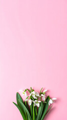 Snowdrop in Pink Canvas: Delicate snowdrop flowers, symbols of new beginnings, bloom gracefully against a soft pastel pink backdrop, evoking feelings of freshness and spring's gentle touch.