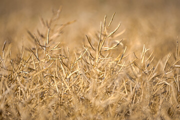 Fototapeta premium Rapeseed field, mature canola pods