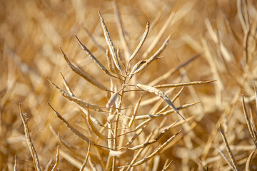 Rapeseed field, mature canola pods