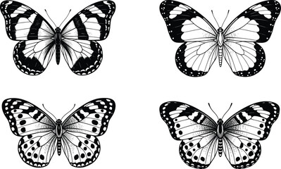Butterfly illustration vector set, black and white insect design, detailed wing pattern artwork, nature entomology graphic, symmetrical decorative collection