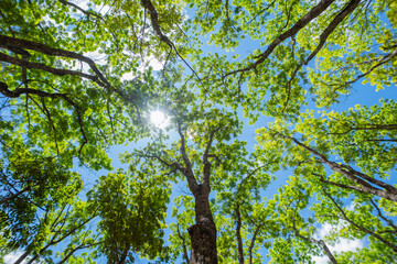 Upward view of dense green treetops against a clear bright sky.