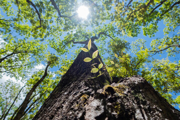 Low Angle View of Tree Trunk with Fresh Saplings Growing from Mossy Bark in Bright Forest Light