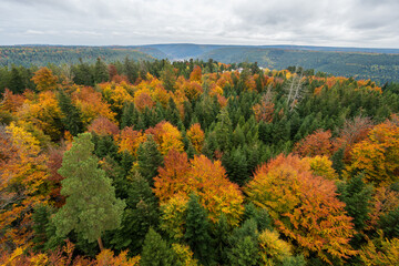 Baumwipfelpfad Schwarzwald in Autumn, Walking Above the Golden Forest