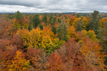 Fototapeta premium Baumwipfelpfad Schwarzwald in Autumn, Walking Above the Golden Forest