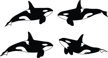 Orca illustration, killer whale vector, marine animal artwork, ocean wildlife design, swimming orca poses, black and white sea creature graphics © MD. NUR ISLAM