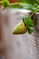 Close-Up of Green Strawberry Hanging from Home Garden Planter