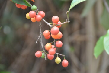 Laos Land, Flower from Laos