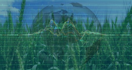 Displaying green grain stalks swaying in field, with grid lines, colored line graphs and globe icon