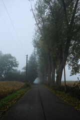 biker in the fog, morning mist