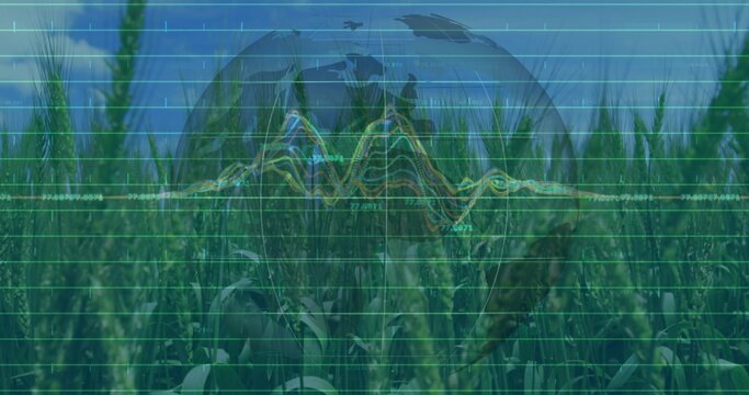 Displaying green grain stalks swaying in field, with grid lines, colored line graphs and globe icon