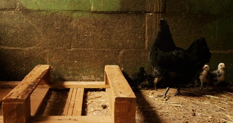 Standing black hen guarding three speckled chicks in barn, with perch and straw floor, copy space
