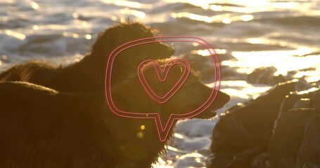 Standing herding dogs showcasing wet dark fur on rocky ocean beach at sunset, foamy surf