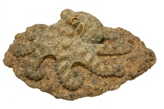 Octopus blending with rock, marine cephalopod showing natural camouflage, animal isolated with transparent background