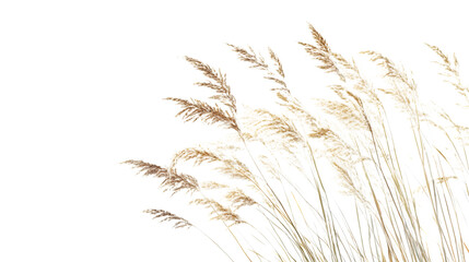 Fototapeta premium Elegant pampas grass adds a natural, soft touch, isolated on white background