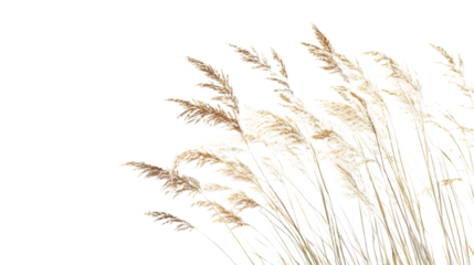 Elegant pampas grass adds a natural, soft touch, isolated on white background