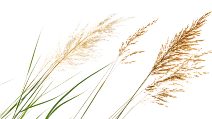 Pampas grass plumes for bohemian decor, isolated on white background